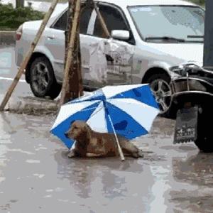 流浪金毛被撞傷，躺在路上無法動彈，女子默默留下雨傘