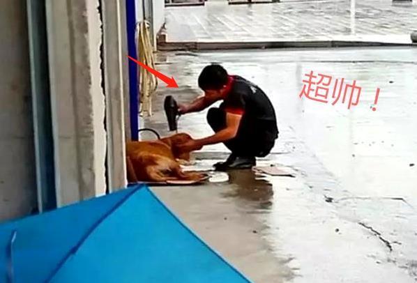 流浪金毛被撞傷，躺在路上無法動彈，女子默默留下雨傘