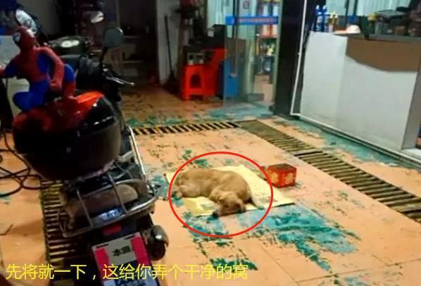 流浪金毛被撞傷，躺在路上無法動彈，女子默默留下雨傘