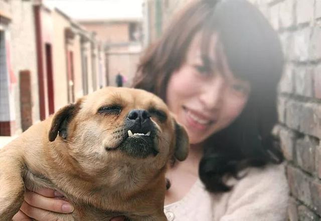 鬥牛犬：我很醜，可我其實很溫柔