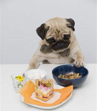 鬥牛犬：我很醜，可我其實很溫柔