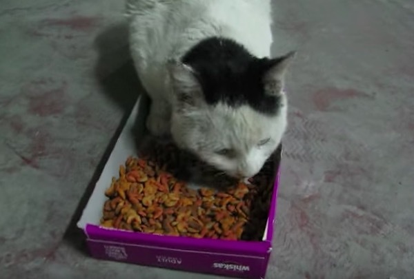 好餓...浪喵看到食物猛喵喵叫　邊吃邊「胡言亂語」網心疼：真的餓昏頭了QQ