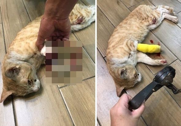 流浪橘貓困捕獸鋏3天僅剩皮肉相連飄腐味，卻乖到心疼