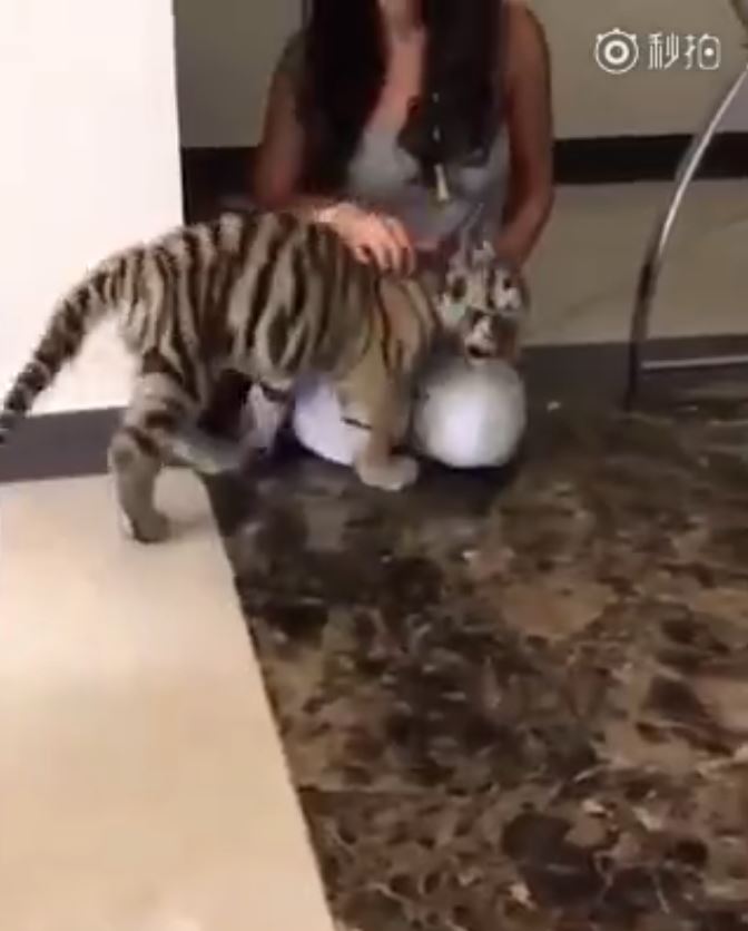 小老虎興奮相見歡！下一秒卻被「喵皇呼巴掌」...趴馬麻膝蓋「委屈哭哭」：它都欺負偶QQ