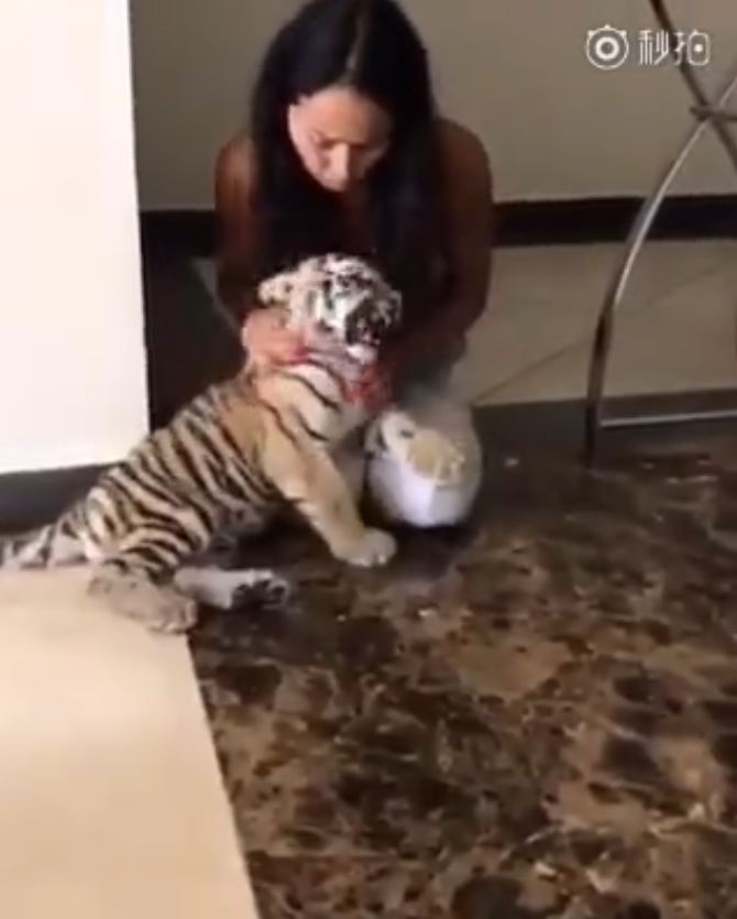 小老虎興奮相見歡！下一秒卻被「喵皇呼巴掌」...趴馬麻膝蓋「委屈哭哭」：它都欺負偶QQ