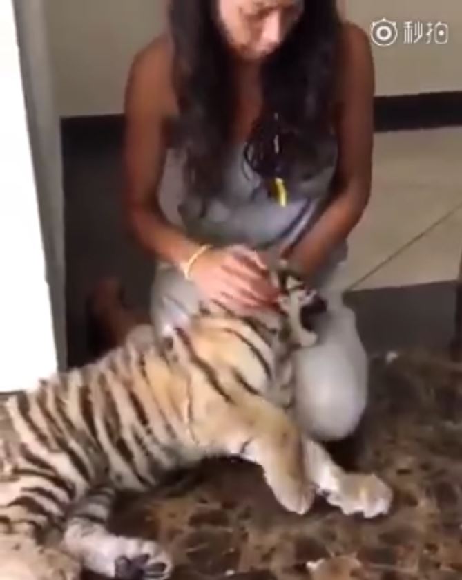 小老虎興奮相見歡！下一秒卻被「喵皇呼巴掌」...趴馬麻膝蓋「委屈哭哭」：它都欺負偶QQ