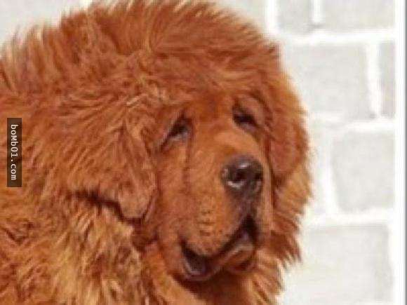 20隻動物世界上最貴的動物