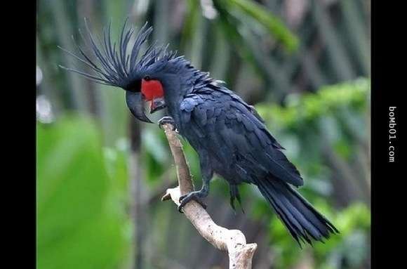 20隻動物世界上最貴的動物