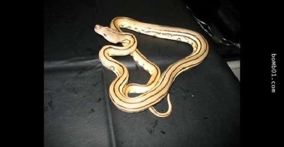 20隻動物世界上最貴的動物