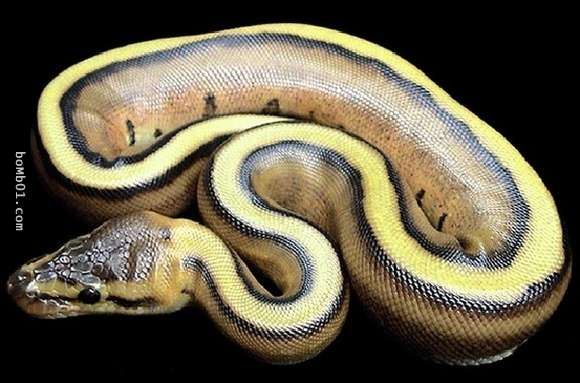 20隻動物世界上最貴的動物