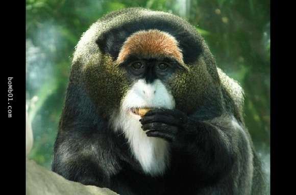 20隻動物世界上最貴的動物