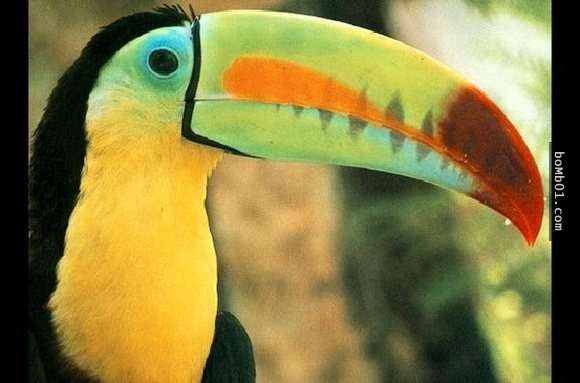 20隻動物世界上最貴的動物