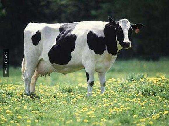 20隻動物世界上最貴的動物