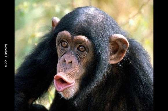 20隻動物世界上最貴的動物