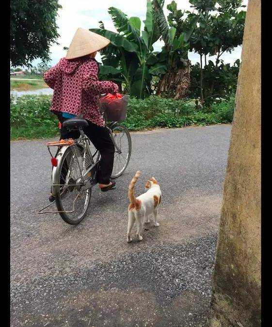 奶奶每天外出時，貓咪總是戀戀不捨送到村口，它很在乎這個家！