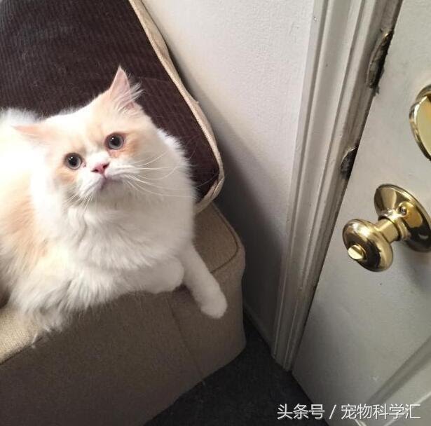 奶奶每天外出時，貓咪總是戀戀不捨送到村口，它很在乎這個家！