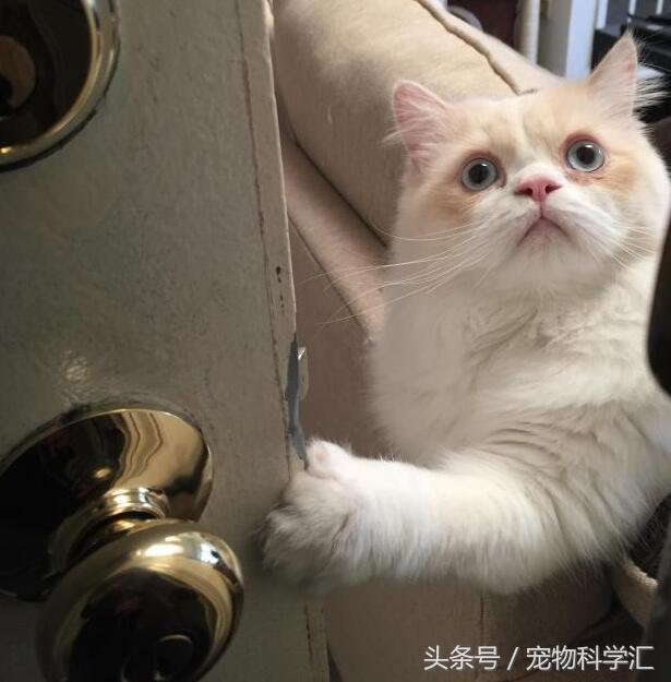 奶奶每天外出時，貓咪總是戀戀不捨送到村口，它很在乎這個家！