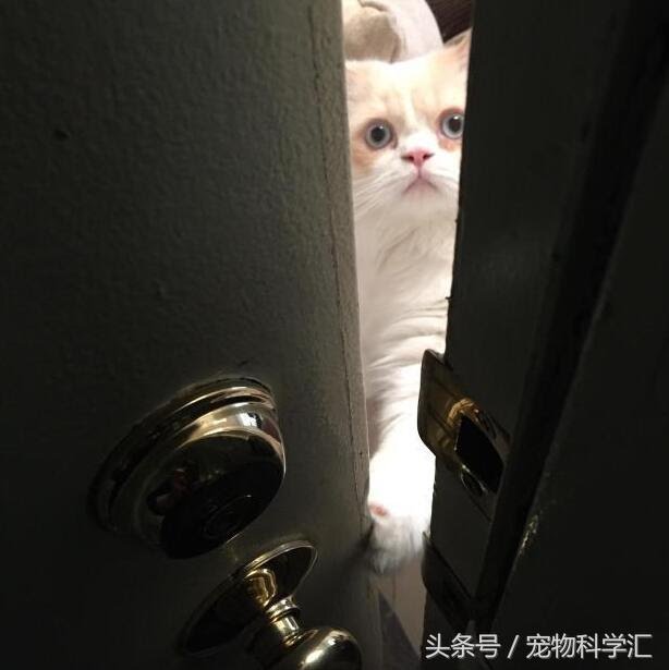 奶奶每天外出時，貓咪總是戀戀不捨送到村口，它很在乎這個家！