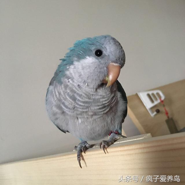 鸚鵡的40幾種死法，每種都很容易被人忽略