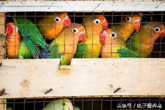 鸚鵡的40幾種死法，每種都很容易被人忽略