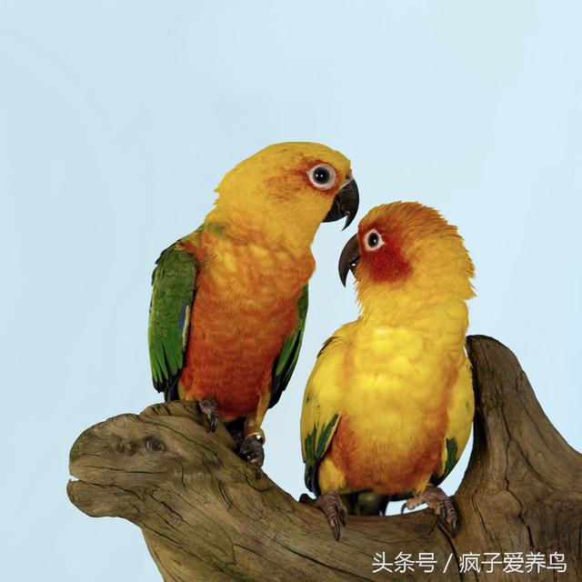 鸚鵡的40幾種死法，每種都很容易被人忽略