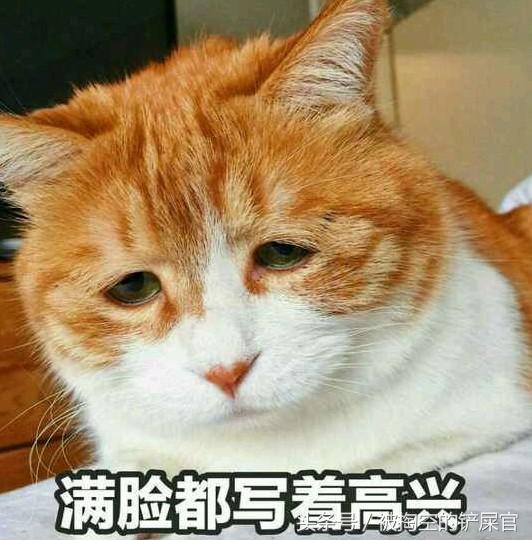 關於貓的常識，別說你不知道——你可能真不知道