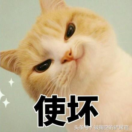 關於貓的常識，別說你不知道——你可能真不知道