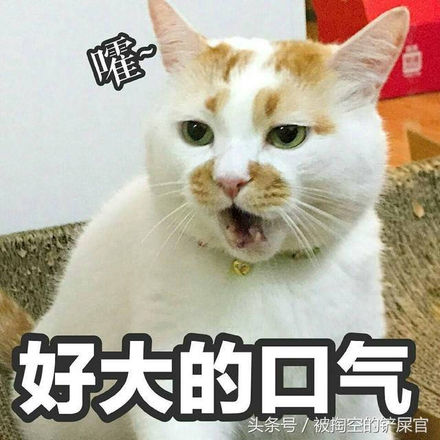 關於貓的常識，別說你不知道——你可能真不知道