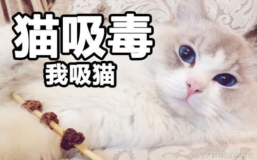 關於貓的常識，別說你不知道——你可能真不知道