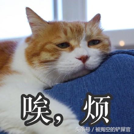 關於貓的常識，別說你不知道——你可能真不知道