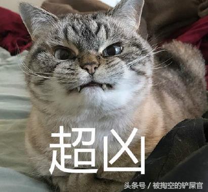 關於貓的常識，別說你不知道——你可能真不知道