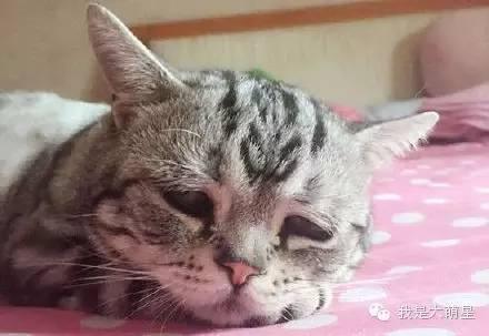 當著貓的面給它鏟屎時，貓在想什麼？