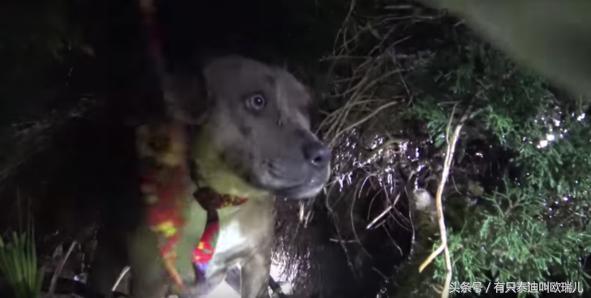 先救它們再救我！流浪狗媽媽在暴風雨中忍住恐懼，親吻安慰狗寶寶