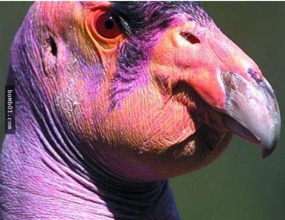 這些醜陋的動物是真的嗎？世界最丑生物大盤點【圖】！