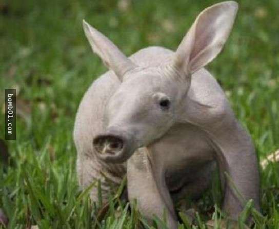 這些醜陋的動物是真的嗎？世界最丑生物大盤點【圖】！