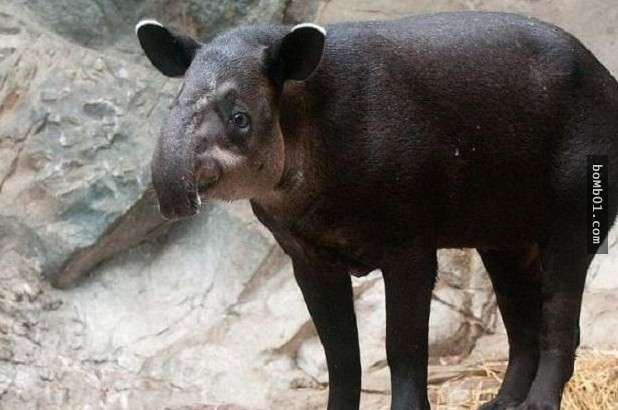 這些醜陋的動物是真的嗎？世界最丑生物大盤點【圖】！