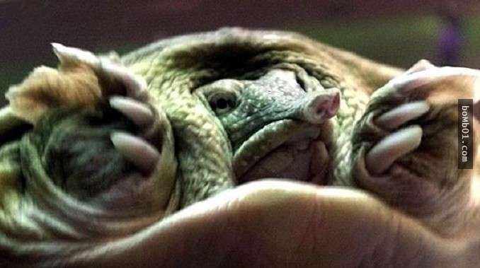 這些醜陋的動物是真的嗎？世界最丑生物大盤點【圖】！