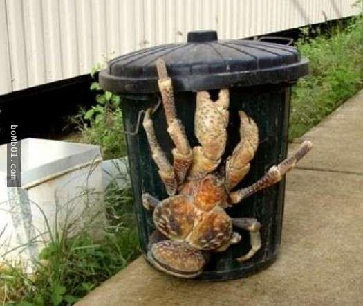 這些醜陋的動物是真的嗎？世界最丑生物大盤點【圖】！