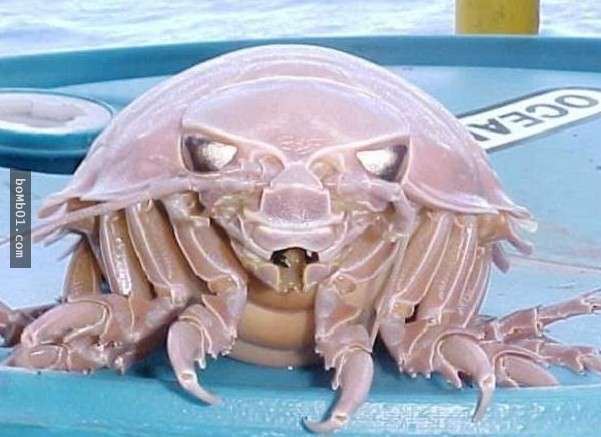 這些醜陋的動物是真的嗎？世界最丑生物大盤點【圖】！