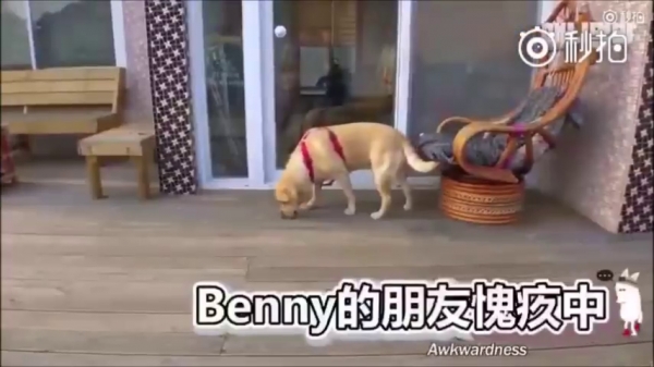 超萌CP！它們相遇的故事讓網友看了都哭了...獸醫：它們在對的時後相遇，所以它們的感情才會那麼好！
