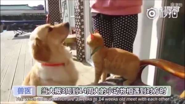 超萌CP！它們相遇的故事讓網友看了都哭了...獸醫：它們在對的時後相遇，所以它們的感情才會那麼好！
