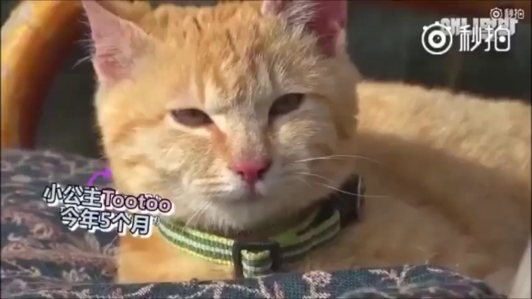 超萌CP！它們相遇的故事讓網友看了都哭了...獸醫：它們在對的時後相遇，所以它們的感情才會那麼好！