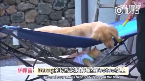 超萌CP！它們相遇的故事讓網友看了都哭了...獸醫：它們在對的時後相遇，所以它們的感情才會那麼好！
