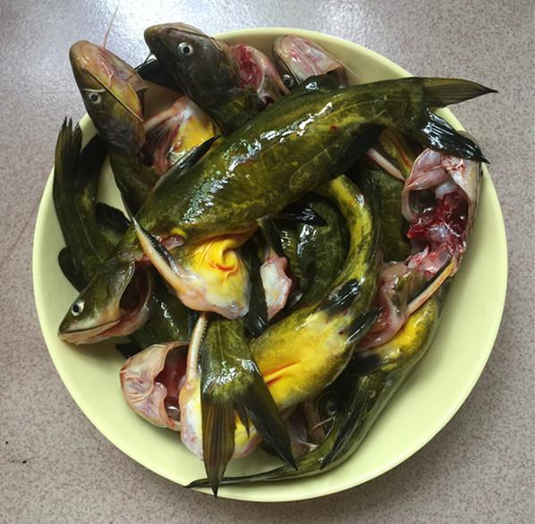 千滾豆腐萬滾魚，一鍋燉出來的美味，營養高味道鮮