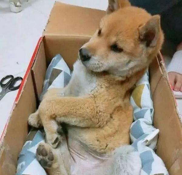 撿到一隻小狗，本以為撿到寶，看到原主人紙條後卻心寒