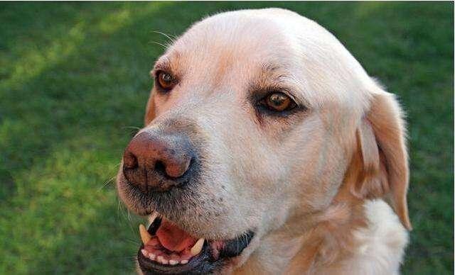 拉布拉多犬淚痕嚴重怎麼辦？
