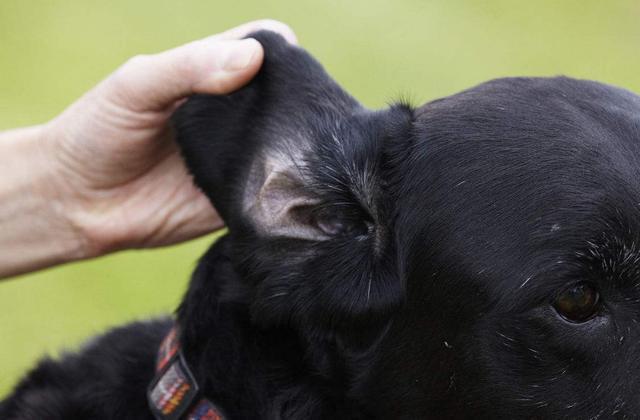 拉布拉多犬淚痕嚴重怎麼辦？