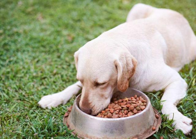 拉布拉多犬淚痕嚴重怎麼辦？