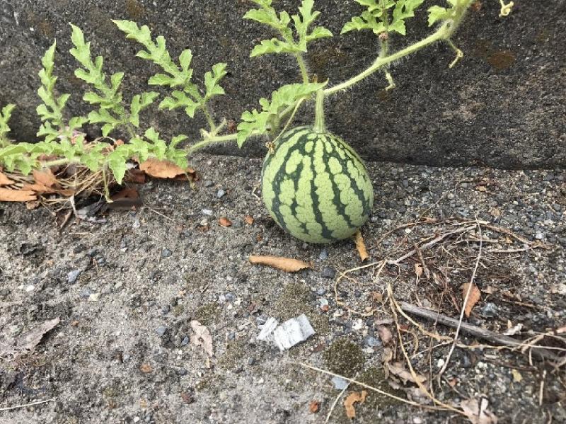 這張街景圖裡「有一顆西瓜」全球網友找到脫窗！一公布答案....所有人跪著喊：「真的是西瓜！」 -