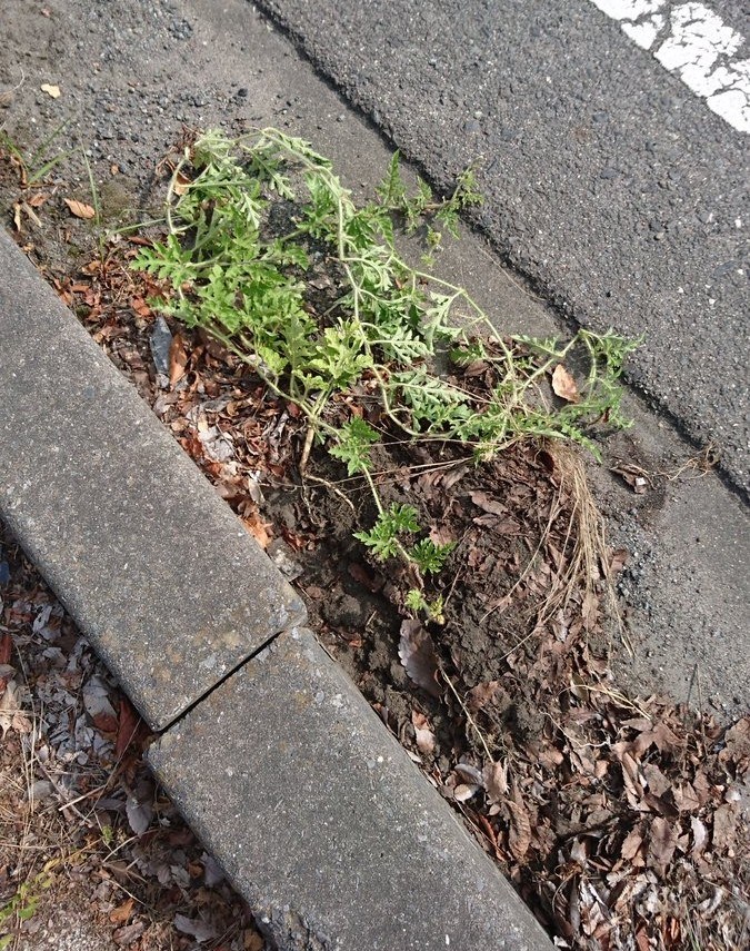 這張街景圖裡「有一顆西瓜」全球網友找到脫窗！一公布答案....所有人跪著喊：「真的是西瓜！」 -